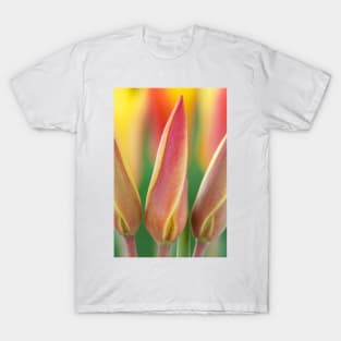 Tulipa clusiana var. chrysantha  AGM  Golden lady tulip T-Shirt